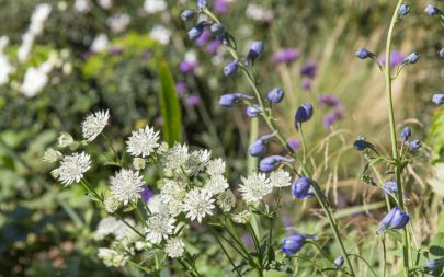 Astrantia Delphinium Traditional Planting Garden Design Essex